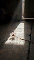 Dried dandelion on rustic wooden floor with word sorry written in dust, lit by dramatic shaft of sunlight from window. Apology concept.