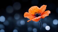 Orange poppy flower with water drops against dark blurred background with bokeh lights. Delicate petals showcase morning dew in dramatic macro photography.