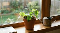 Young green plant seedlings growing in terracotta pot on wooden windowsill with ceramic watering can, natural indoor gardening scene for home decor.