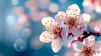Delicate pink cherry blossoms with golden stamens against blurred turquoise background, soft bokeh lights create dreamy spring atmosphere.