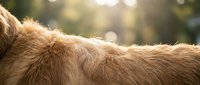 Golden retriever dog fur texture close-up with warm sunlight creating natural bokeh background for pet care and animal wellness concepts.