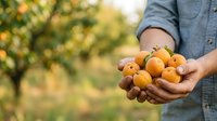 Farmer holding freshly harvested golden apricots in hands at orchard during summer harvest season for agriculture and food production concepts.
