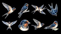 Barn swallow clipart set with eight poses, isolated on transparent background. Great for t-shirt design, stickers, print on demand, sublimation, and nature crafts.