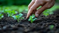 Gardener planting young green seedlings in rich soil, close-up view of hands working in garden. Natural growth and spring planting concept.