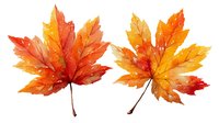 Vibrant watercolor autumn maple leaves in orange, red, and yellow hues on white background, isolated for seasonal designs and fall-themed projects.