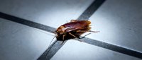 Brown cockroach insect on white tile floor with dark grout lines in kitchen or bathroom setting for pest control and hygiene concepts.