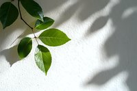Fresh green leaves against white wall with natural shadow overlay creating minimal nature composition for wellness and spa marketing materials.