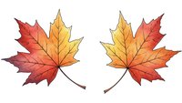 Two autumn maple leaves with vibrant red, orange and yellow colors isolated on white background for seasonal design projects and fall decorations.