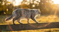 Fluffy gray tabby cat walking on a wooden fence in golden autumn sunlight with falling leaves in a sunny meadow background.
