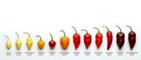 Colorful chili pepper varieties arranged in heat scale from mild to hot on white background for culinary education and cooking reference materials.