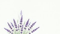 Purple lavender flowers with green stems arranged in natural bouquet on clean white background for aromatherapy and wellness designs.