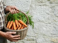 Fresh organic carrots with green tops in wicker basket held by farmer's hands against rustic white stone wall. Harvest and farm produce.