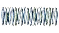 Fresh sardines arranged in neat rows on white background, showcasing silver scales and natural fish texture for culinary and seafood market concepts.