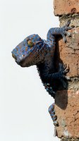 Blue spiny iguana lizard climbing on rocky cliff wall with detailed scales and natural habitat behavior for wildlife and nature photography projects.