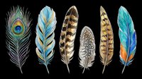 Colorful bird feathers collection, isolated on transparent background. Peacock, striped, and blue feathers clipart for t-shirt design, stickers, print on demand, sublimation.