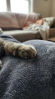 Cat paw resting on soft gray blanket in cozy living room with person relaxing on sofa in blurred background creating peaceful domestic atmosphere.