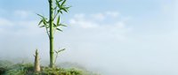 Young bamboo shoots emerging from misty ground with green leaves against cloudy sky background, symbolizing growth, renewal and natural development.