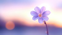Delicate purple flower with six petals against soft sunset bokeh background, creating dreamy atmospheric nature scene for wellness and meditation concepts.