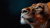 Dramatic close-up profile of majestic lioness face with intense blue eyes against dark background, showing detailed whiskers and facial features in warm golden tones.