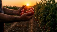 Farmer hands holding fresh ripe tomatoes at sunset in organic vegetable garden. Agricultural harvest concept for healthy food production and sustainable farming.
