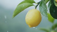Fresh ripe lemon with water drops hanging on tree branch with green leaves in soft rain. Natural organic citrus fruit growing in garden.