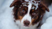 Australian shepherd dog with snow on head and nose looking at camera with bright blue eyes against winter background. Close up portrait shows white and brown fur markings.