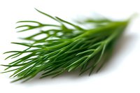 Fresh green dill leaves close up on white background with selective focus and shallow depth of field, culinary herbs for cooking and garnish.