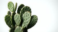 Green prickly pear cactus with multiple paddle-shaped segments and spines isolated on white background for botanical design and desert plant projects.