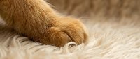 Close-up of brown and white cat paws on soft cream-colored carpet or rug, suitable for pet care, comfort, and feline lifestyle content.