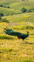 Majestic peacock displaying vibrant plumage in golden meadow with wildflowers and rolling hills creating serene pastoral landscape for nature photography.