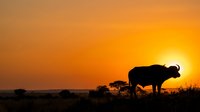 Silhouetted buffalo standing in savanna grassland at golden sunset, wildlife photography for nature and travel content.