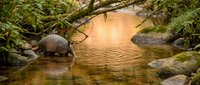 Armadillo drinking water from forest stream at golden hour with ripples and lush ferns creating peaceful wildlife scene in natural habitat.