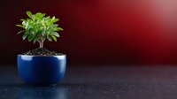 Small green plant growing in round blue ceramic pot against dark background with red gradient lighting, minimalist composition for wellness and growth concepts.