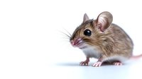 Curious brown field mouse with white belly on isolated white background, close-up portrait showing detailed fur texture and expressive black eyes. Wildlife photography.
