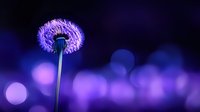 Glowing purple dandelion silhouette against dark background with dreamy bokeh lights creating magical atmosphere for nature and fantasy designs.
