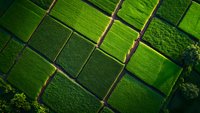 Aerial view of geometric agricultural fields with vibrant green crops divided by natural pathways, showcasing sustainable farming patterns and land cultivation.