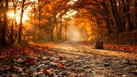 Autumn forest path with golden sunlight filtering through bare trees and fallen leaves covering the ground, creating a warm, serene woodland scene.