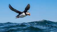 Atlantic puffin flying over ocean waves with outstretched wings against clear blue sky. Seabird in natural marine habitat during migration season.