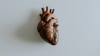 Anatomical human heart model in bronze copper finish on white background for medical education and healthcare design projects.