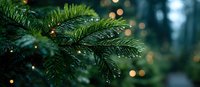 Close-up of fresh green pine branches with soft bokeh lights in background, creating festive holiday atmosphere for seasonal designs.