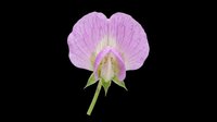 Delicate pink-purple geranium flower isolated on transparent background, ready for stickers, t-shirt design, print on demand, sublimation, and clipart use.