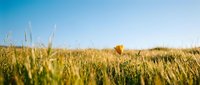 Golden wheat field with single red poppy flower blooming among grain crops under clear blue sky, representing agriculture, nature, and rural farming landscapes.