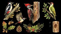 Watercolor woodpecker clipart set with birds on branches, tree trunk, acorns, pine cone, and holly. Isolated on transparent background, ready for stickers, sublimation, and print on demand.