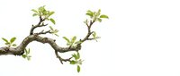 Twisted bonsai branch with fresh green leaves sprouting from gnarled bark, isolated on white background for zen garden and meditation designs.