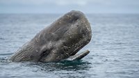 Gray whale head emerging from ocean surface with distinctive barnacles and tubercles visible on skin during marine wildlife encounter.
