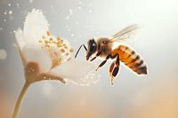 Honeybee collecting pollen from white flower in soft morning light, showcasing vital pollination process in nature.