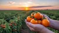 Fresh ripe tomatoes cupped in hands at sunset over agricultural field. Organic farming harvest concept for healthy eating and sustainable agriculture.