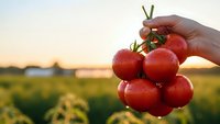 Fresh ripe red tomatoes on vine held by hand at sunset in agricultural field. Organic farming harvest concept for healthy eating and farm produce.