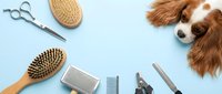 Close-up of grooming tools and brown and white dog on light blue background for pet care, salon services, and animal wellness content.