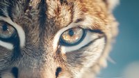 Intense close-up of wild cat eyes with golden amber color and striking blue highlights against blurred fur background, showcasing feline predator nature and hunting instinct.
